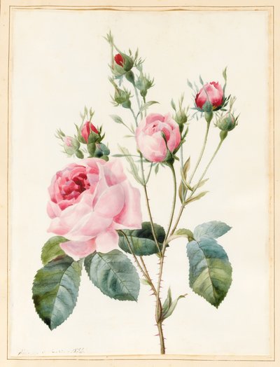 Rosa rosa y capullos, 1832 de Louise DOrleans